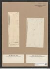Pleurosigma directum Grun. (de-Toni-Nr.: Genus 13, Species 1029) Zeichnungen Sammlung Grunow Nr. 2089 (NHMW-BOT-W0368958)